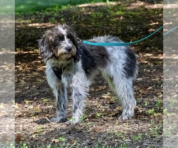Medium Photo #4 Colonial Cocker Spaniel-Poodle (Miniature) Mix Puppy For Sale in Arlington, VA, USA