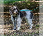 Small #3 Colonial Cocker Spaniel-Poodle (Miniature) Mix