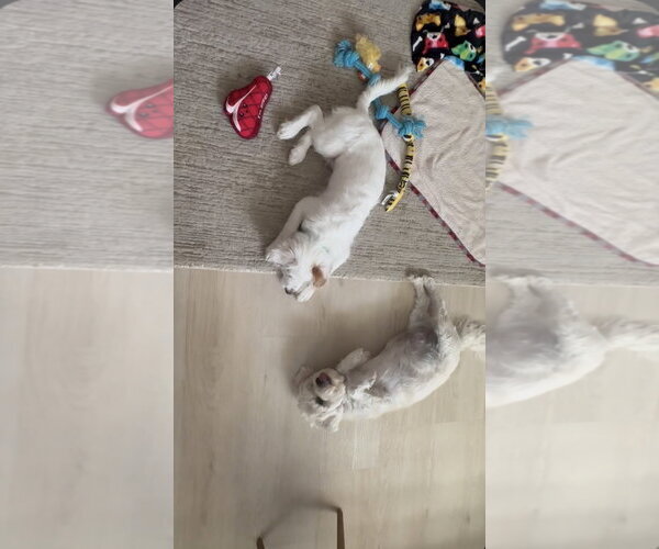 Medium Photo #8 Poodle (Miniature)-Unknown Mix Puppy For Sale in Escondido, CA, USA