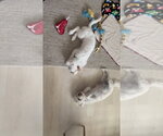 Small #7 Poodle (Miniature) Mix