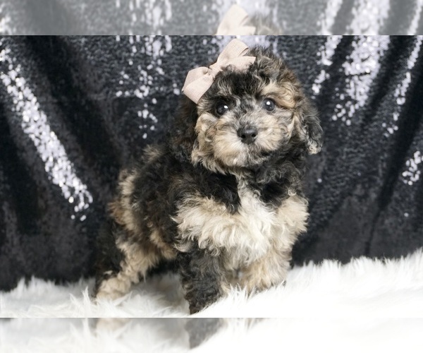 Medium Photo #4 Poodle (Toy) Puppy For Sale in WARSAW, IN, USA