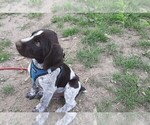 Small Photo #4 German Wirehaired Pointer Puppy For Sale in BOW, WA, USA