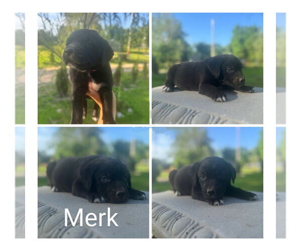 Medium Photo #7 Golden Retriever-Unknown Mix Puppy For Sale in Vail, AZ, USA