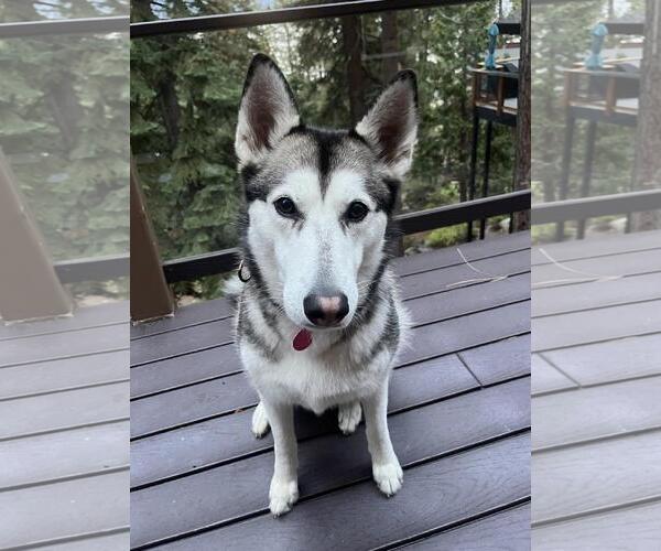 Medium Photo #7 Huskies -Unknown Mix Puppy For Sale in Incline Village, NV, USA