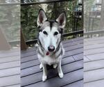 Small #6 Huskies  Mix