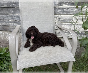 Cockapoo Puppy for sale in WOOSTER, OH, USA