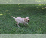 Small Photo #3 Labrador Retriever Puppy For Sale in SEARS, MI, USA
