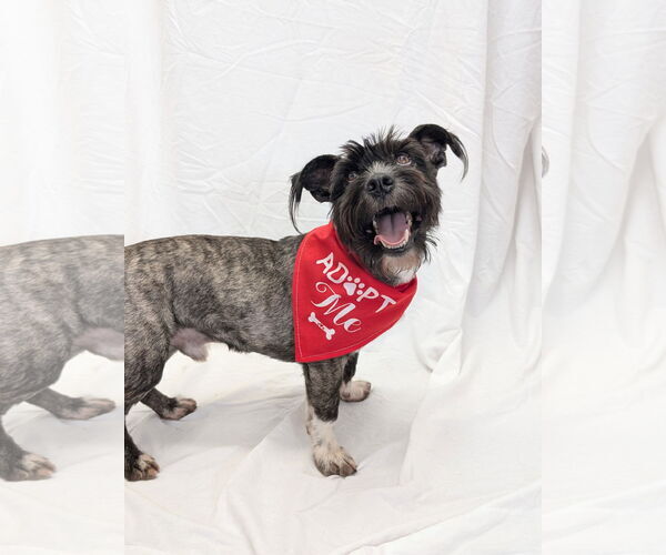 Medium Photo #2 Mutt Puppy For Sale in Pottstown, PA, USA