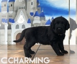 Small Photo #2 Labradoodle Puppy For Sale in BRYAN, TX, USA