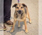 Small #3 Black Mouth Cur-German Shepherd Dog Mix