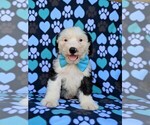 Small Photo #2 Old English Sheepdog Puppy For Sale in PORT DEPOSIT, MD, USA