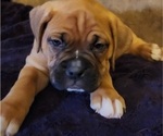 Small Photo #9 Boxer Puppy For Sale in EAST LONGMEADOW, MA, USA