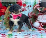 Small Photo #3 Greater Swiss Mountain Dog-Poodle (Standard) Mix Puppy For Sale in LANCASTER, PA, USA