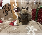 Puppy 3 French Bulldog