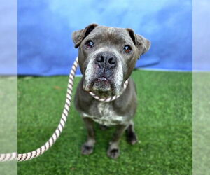 Mutt Dogs for adoption in Long Beach, CA, USA