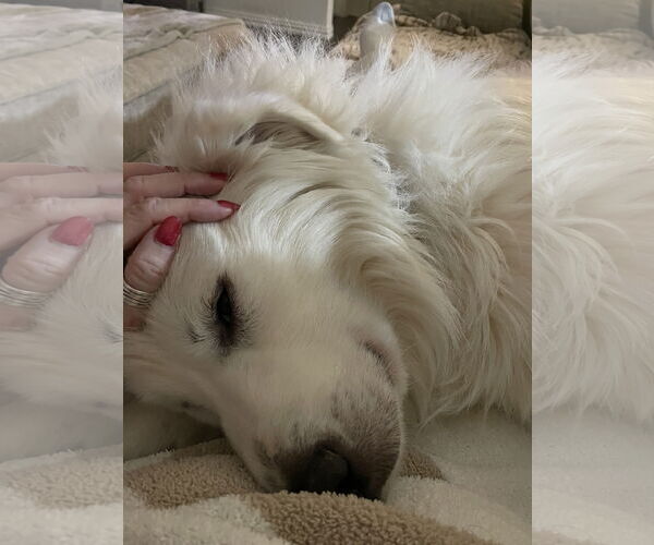 Medium Photo #8 Great Pyrenees Puppy For Sale in Dallas, TX, USA