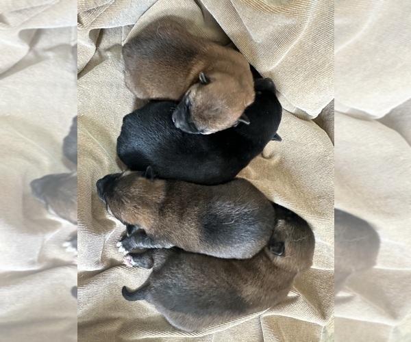 Medium Photo #1 Shiba Inu Puppy For Sale in HARRODSBURG, KY, USA