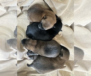 Shiba Inu Puppy for sale in HARRODSBURG, KY, USA