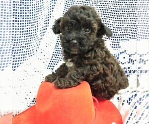 Poodle (Toy) Puppy for sale in NORWOOD, MO, USA