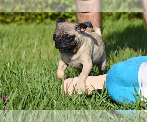 Medium Photo #13 Pug Puppy For Sale in PALM COAST, FL, USA