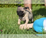 Small #12 Pug