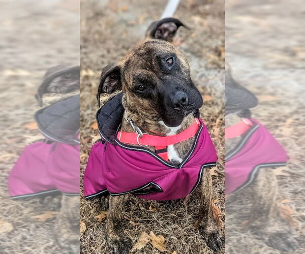 Medium Photo #5 American Staffordshire Terrier Puppy For Sale in Lawrenceville, NJ, USA