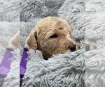 Small Photo #9 Labradoodle Puppy For Sale in PIERSON, FL, USA