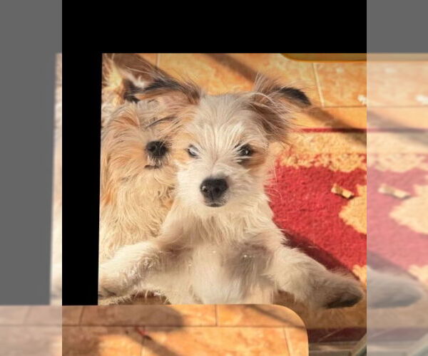 Medium Photo #1 Pomeranian-Unknown Mix Puppy For Sale in San Diego , CA, USA