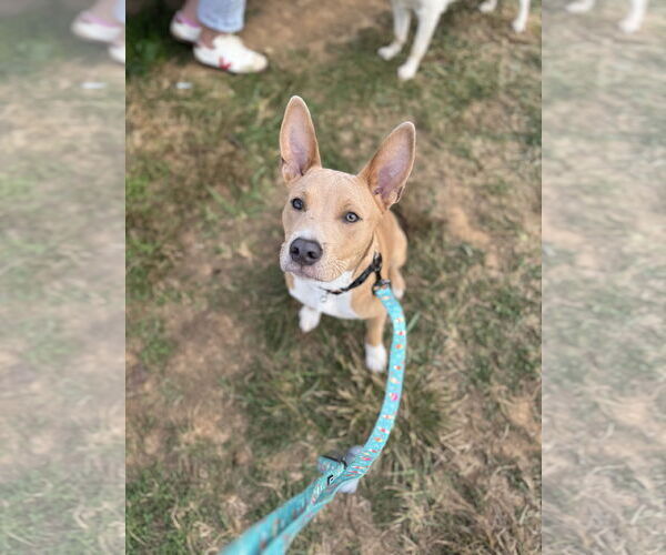 Medium Photo #5 American Pit Bull Terrier-Unknown Mix Puppy For Sale in Derwood, MD, USA