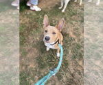 Small #4 American Pit Bull Terrier Mix