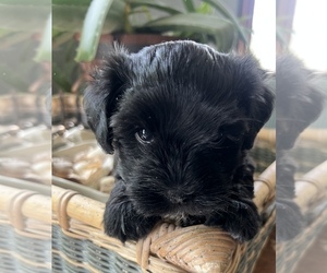 Havanese Puppy for sale in LIVONIA, MI, USA