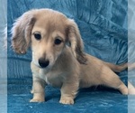 Small #3 Dachshund