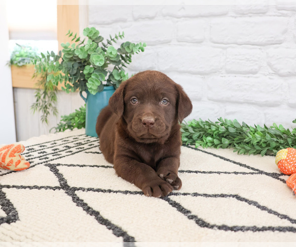 Medium Photo #5 Labrador Retriever Puppy For Sale in SYRACUSE, IN, USA