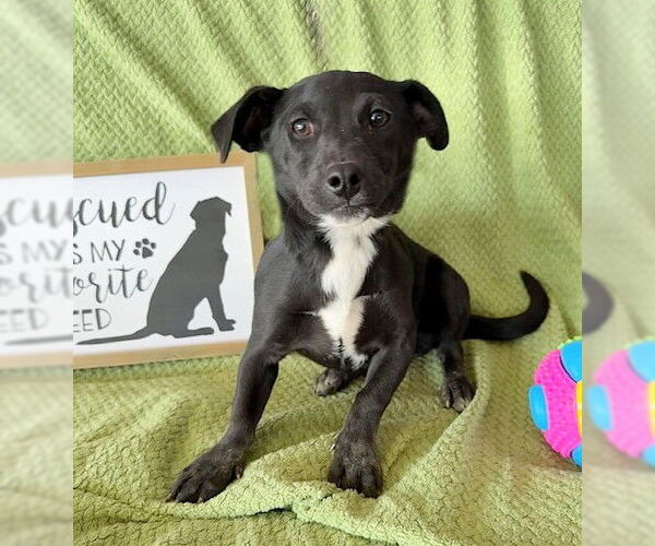 Medium Photo #1 Dachsador Puppy For Sale in Genesee, WI, USA