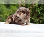 Small #14 ShihPoo