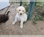 Small #2 Labradoodle