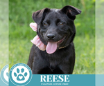 Small #5 Labrador Retriever Mix