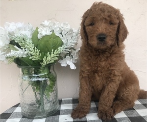 Goldendoodle Puppy for sale in COCOA, FL, USA
