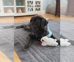 Small Labmaraner