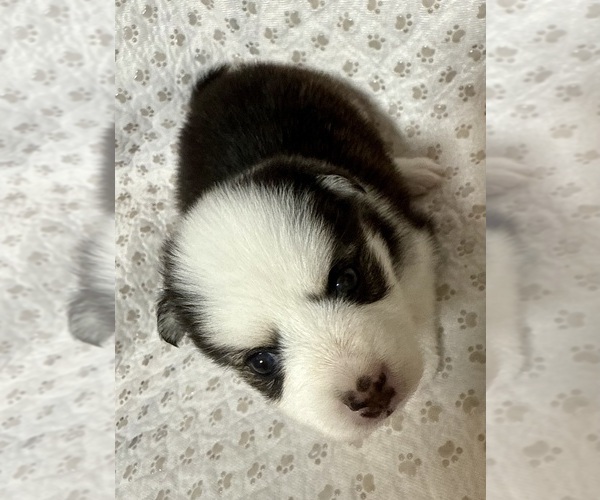 Medium Photo #20 Pomsky Puppy For Sale in NASHUA, NH, USA