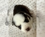 Small #8 Pomsky