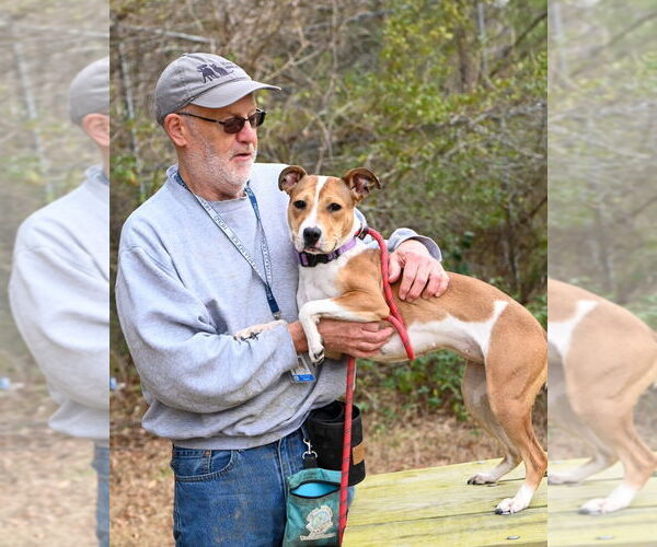 Medium Photo #2 Mutt Puppy For Sale in Glen Allen, VA, USA