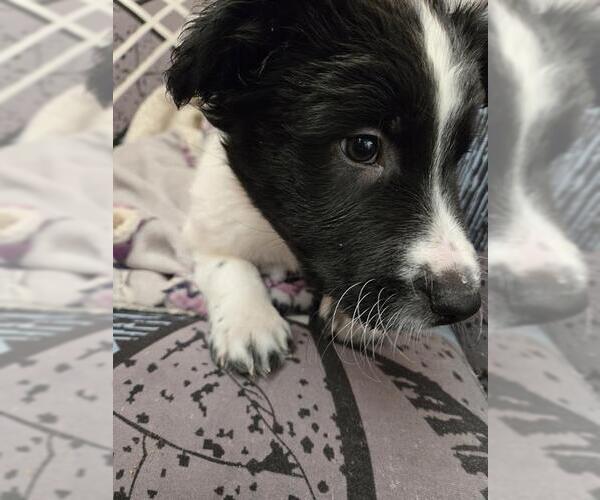 Medium Photo #1 Siberian Husky-Unknown Mix Puppy For Sale in Pueblo, CO, USA