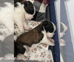 Small #5 Saint Bernard