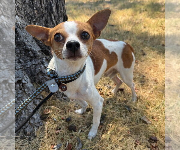 Medium Photo #2 Chihuahua Puppy For Sale in Canton, CT, USA