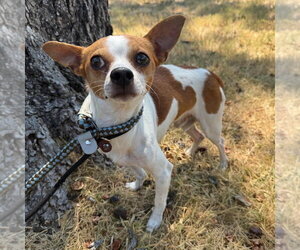 Bernard - Male Chihuahua Dog for Adoption - Photo #2