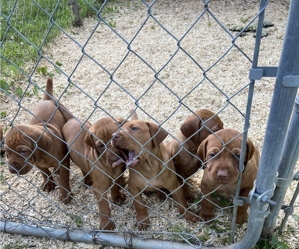Medium Photo #6 Vizsla Puppy For Sale in OTTUMWA, IA, USA