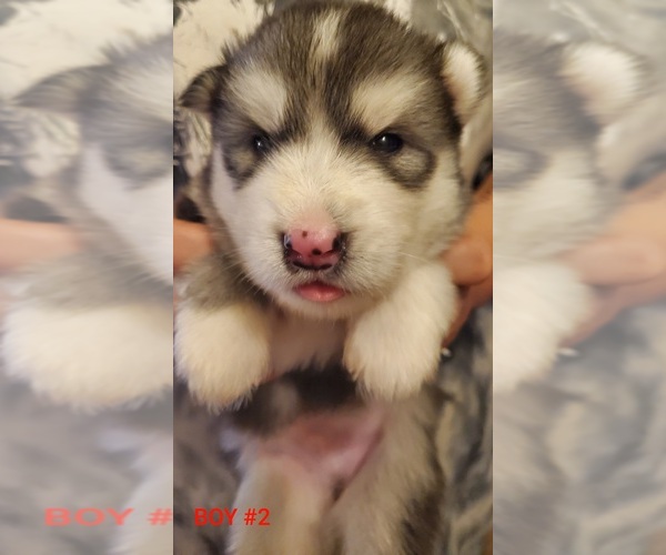 Medium Photo #1 Siberian Husky Puppy For Sale in SALEM, OR, USA
