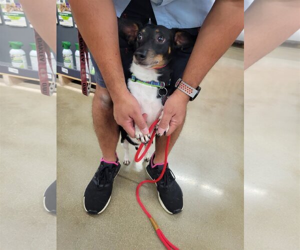 Medium Photo #18 Dachshund Puppy For Sale in Rosenberg, TX, USA