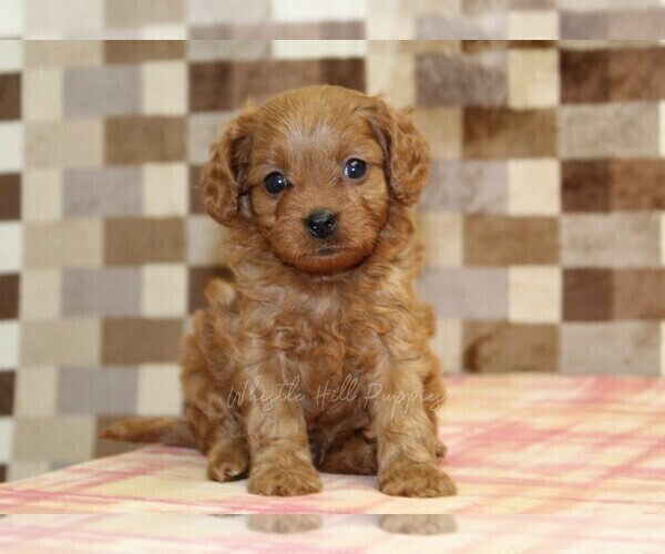 Medium Photo #4 Cavapoo (Miniature) Puppy For Sale in DENVER, PA, USA